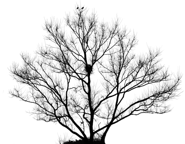 Decision Tree